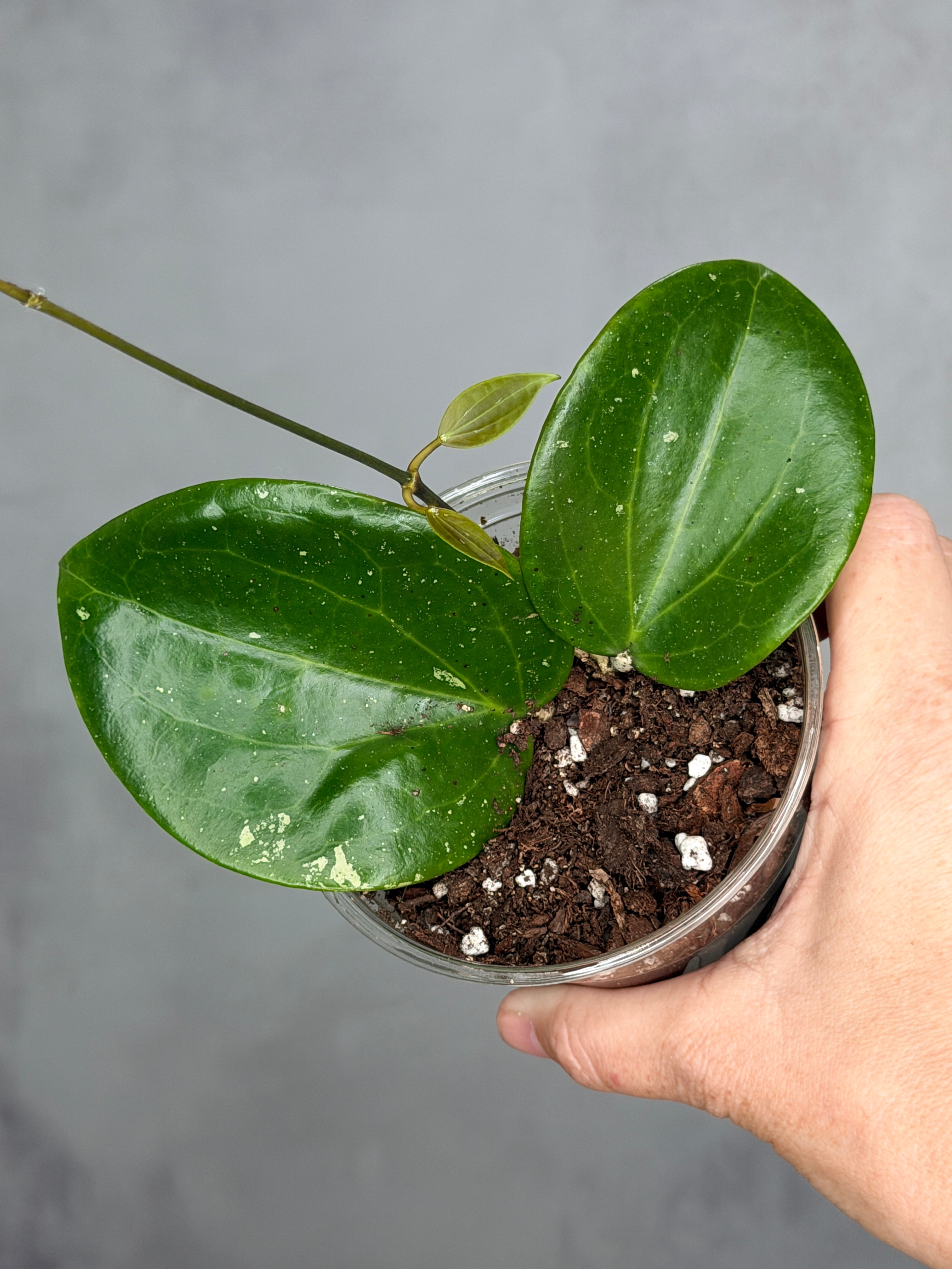 Hoya 'Genieve' MB1141