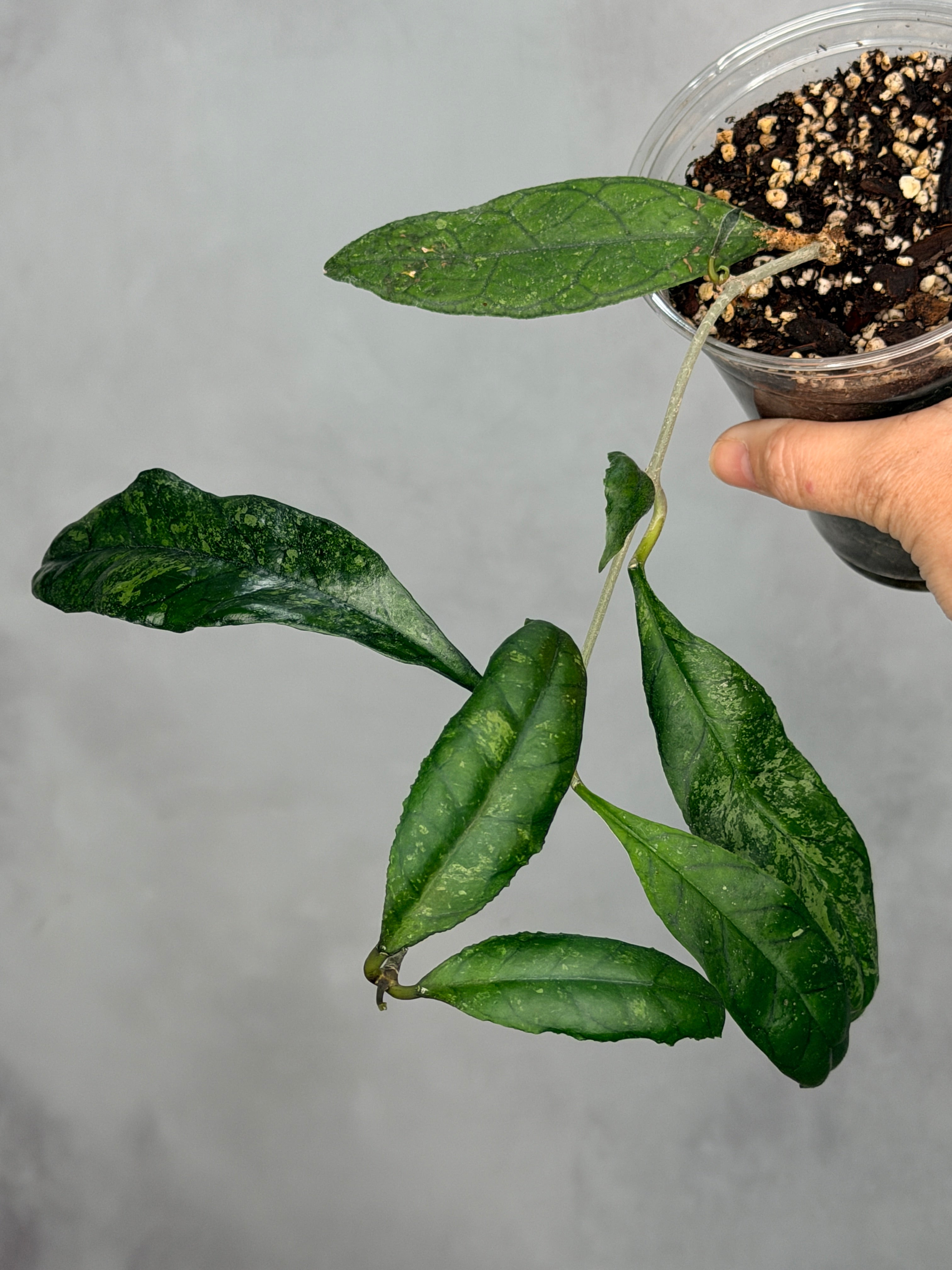 Hoya finlaysonii (Suhkrin)