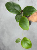 Hoya sp. MB1497