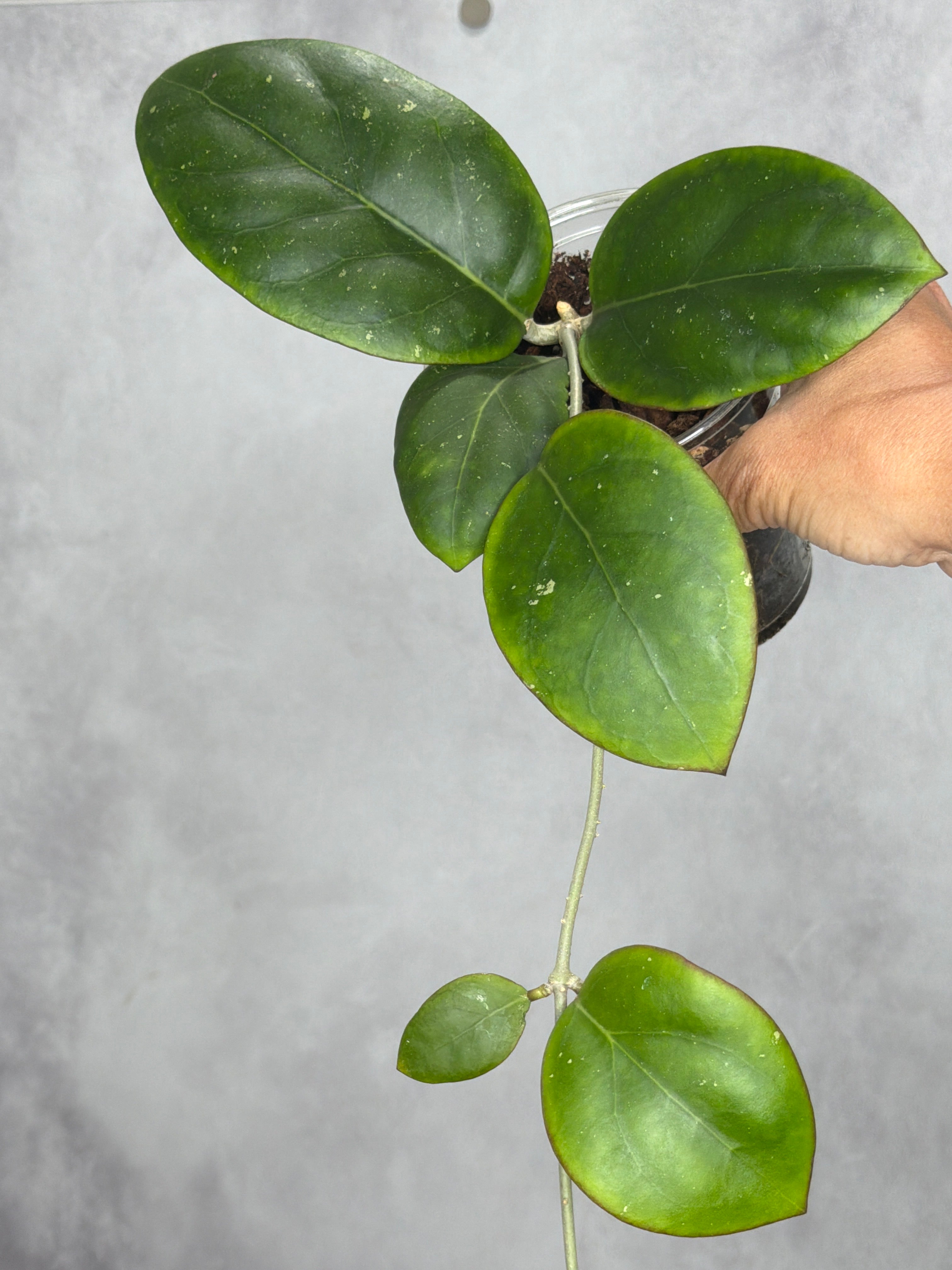 Hoya sp. MB1497