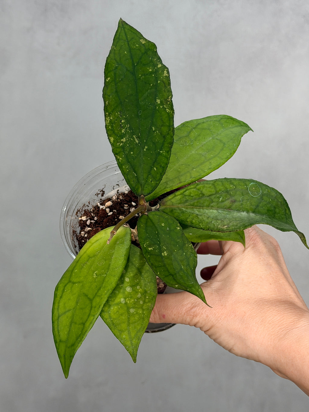Hoya ‘Jennifer’