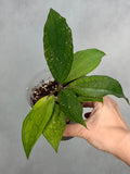 Hoya ‘Jennifer’