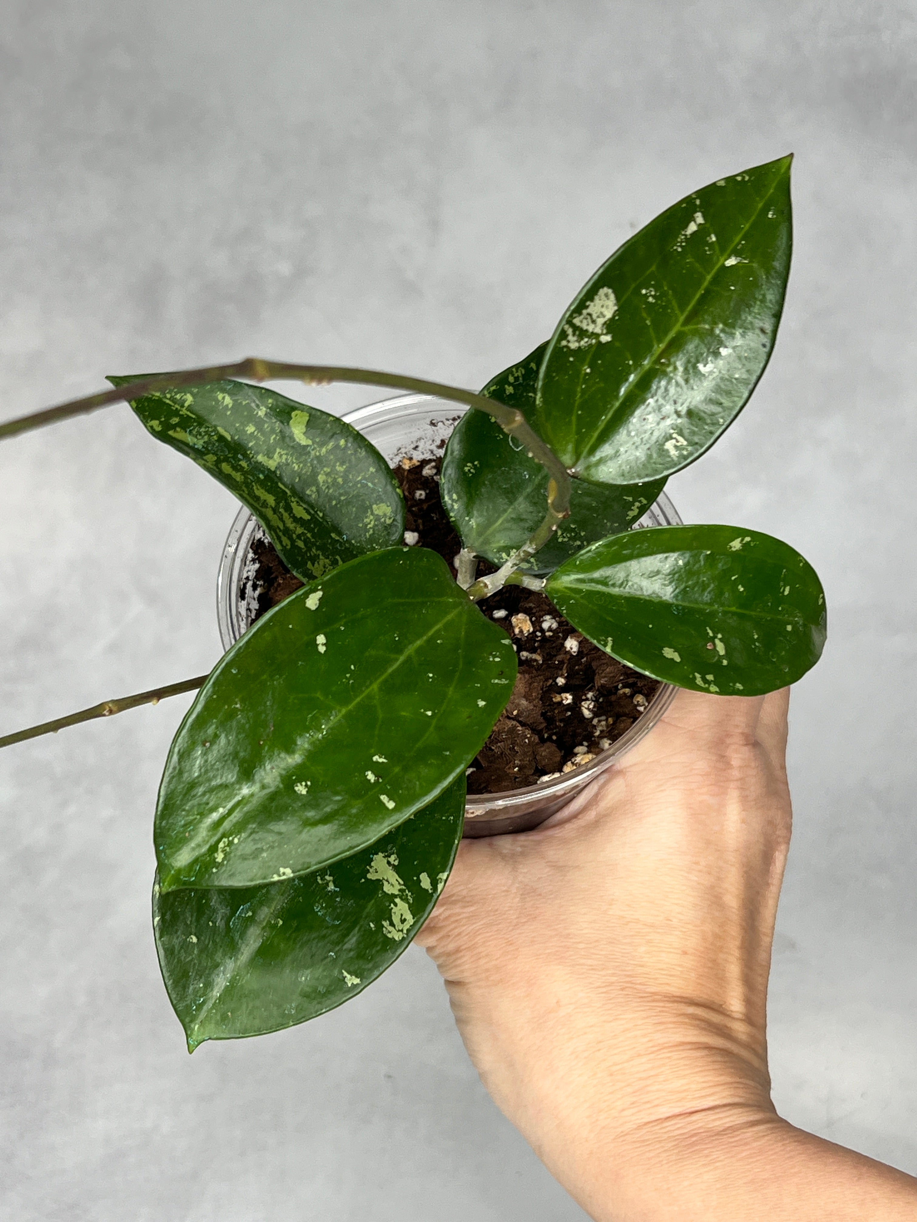 Hoya pottsii (splash)
