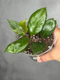 Hoya 'Sunrise'