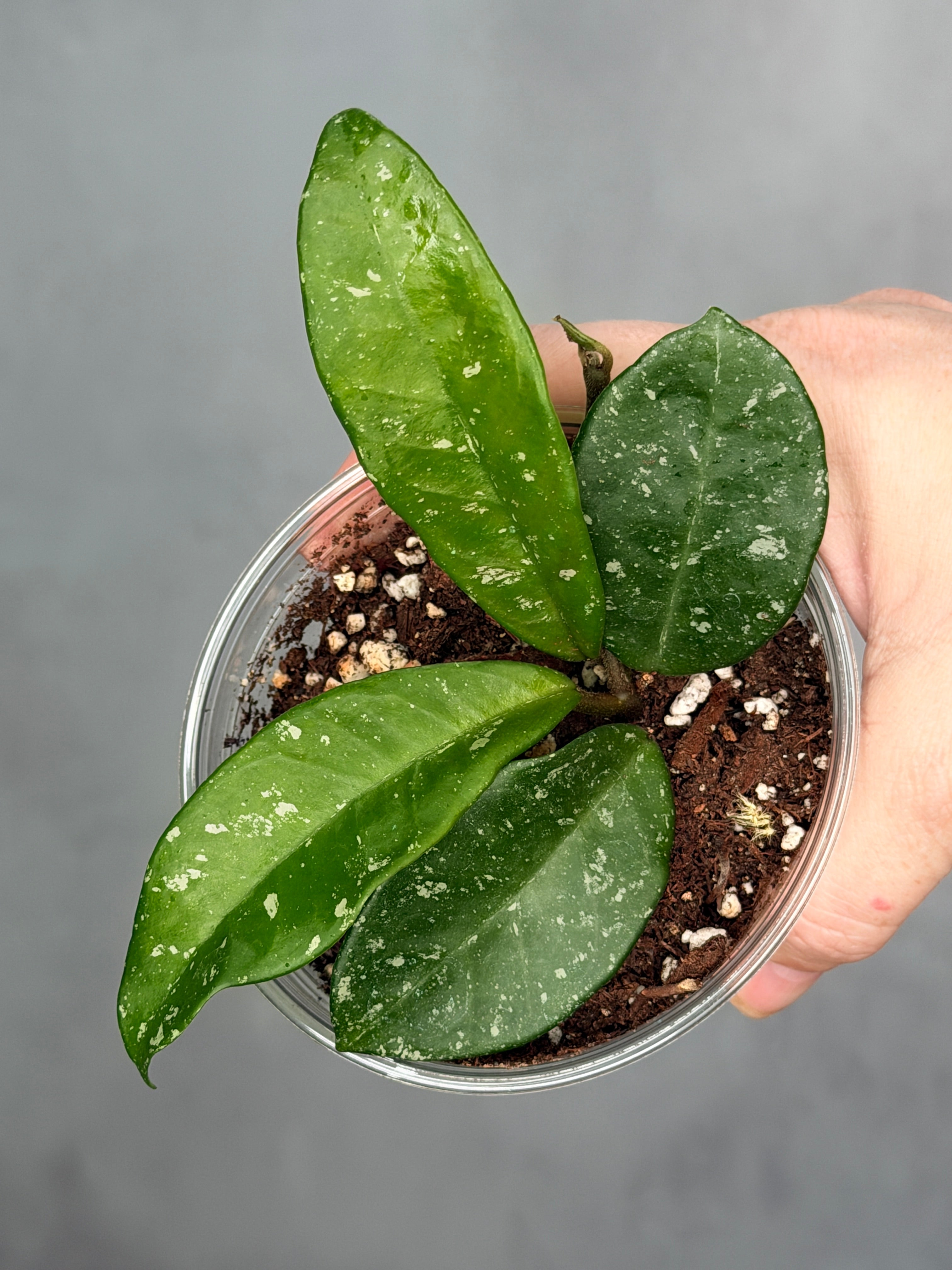 Hoya 'Heidi'