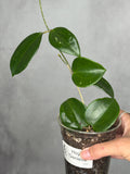 Hoya 'Genieve (Copy)