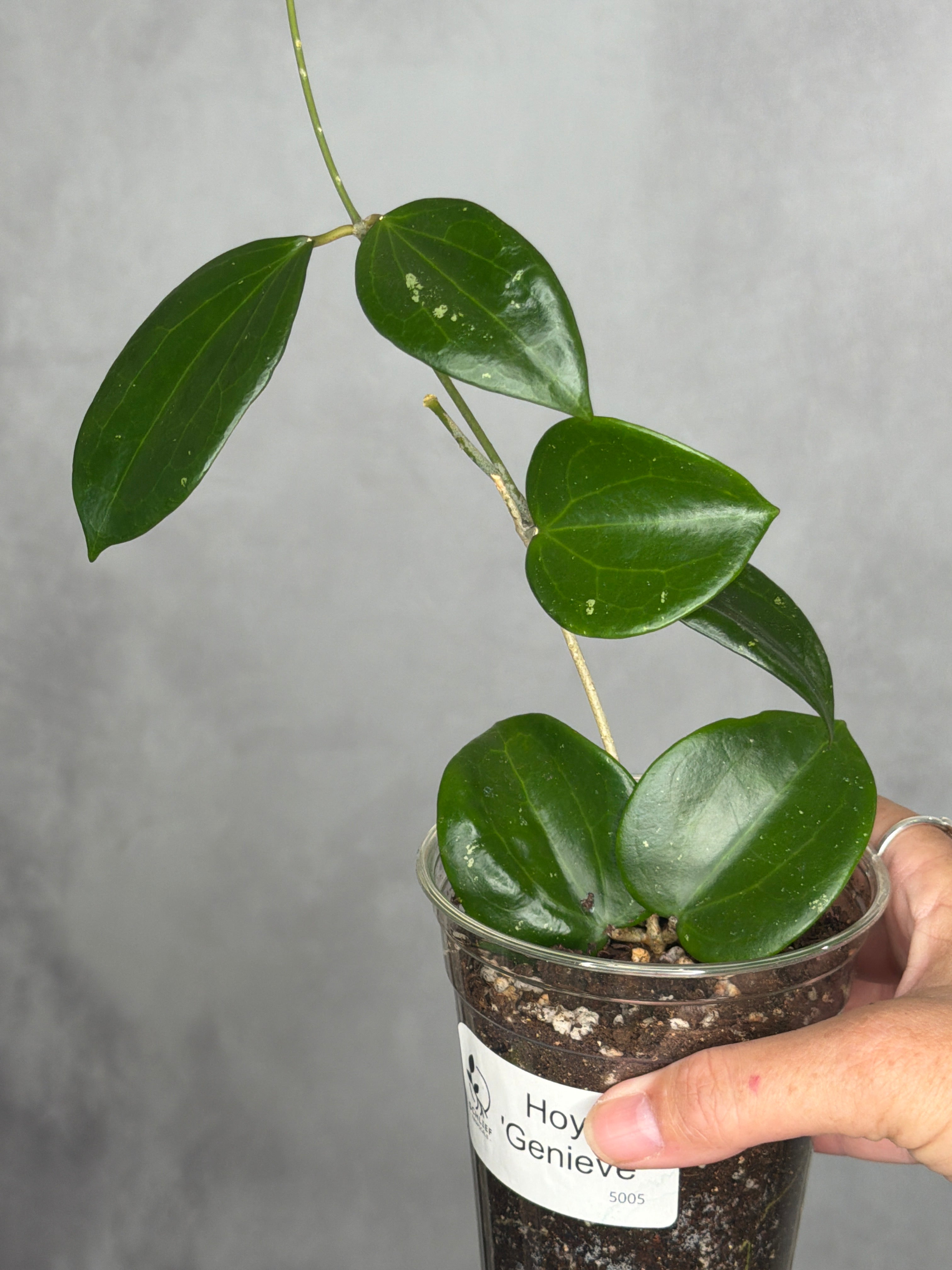 Hoya 'Genieve (Copy)