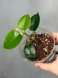 Hoya madulidii