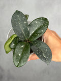 Hoya 'Heid'