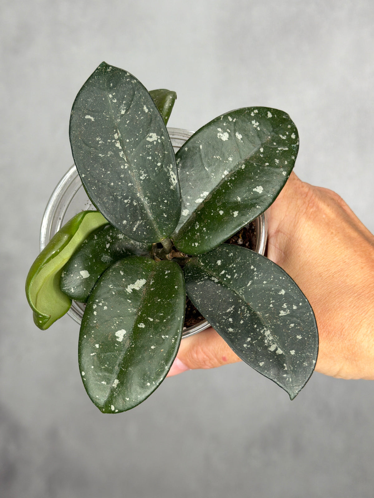 Hoya 'Heid'