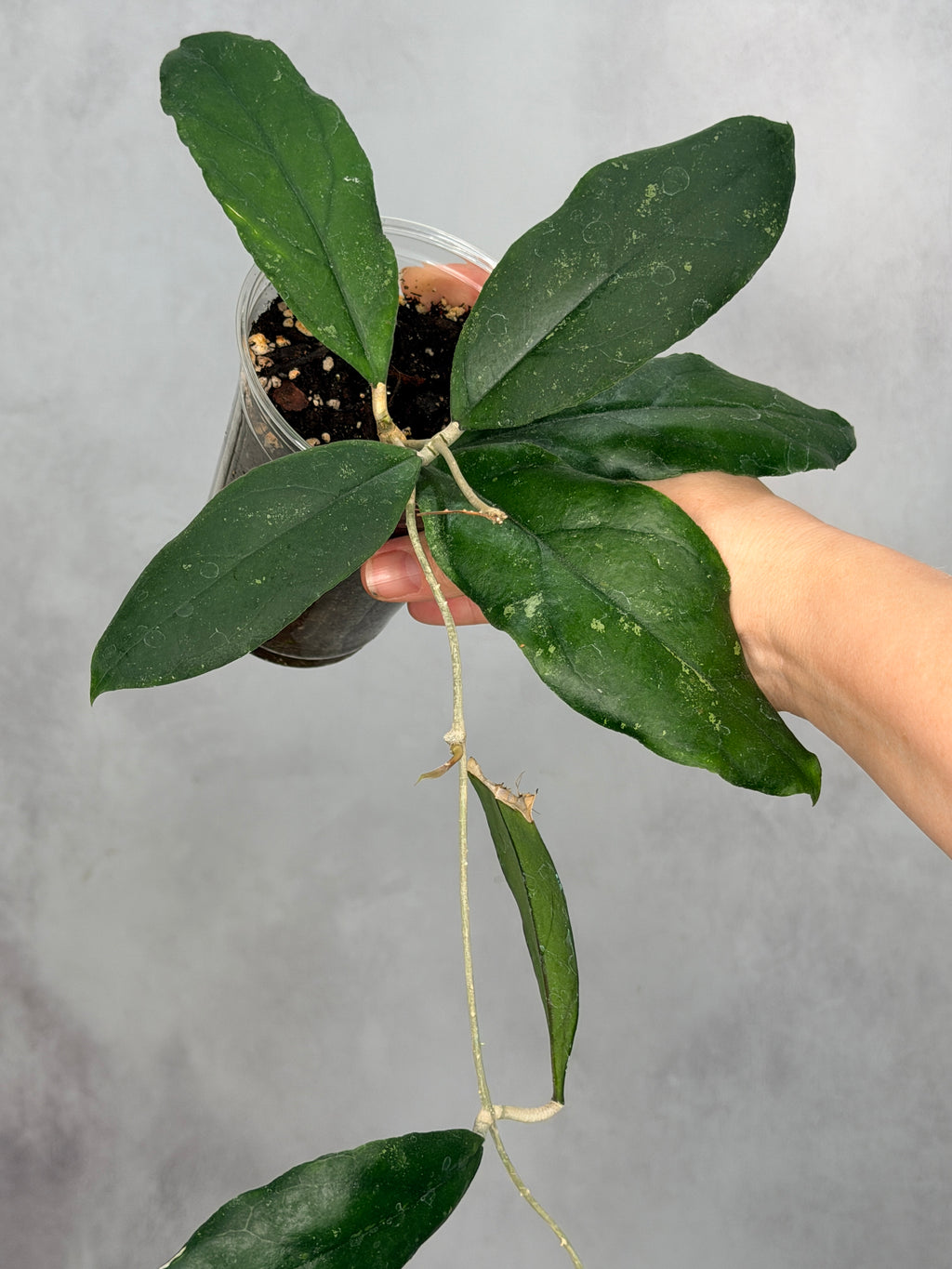 Hoya sp. Limbang