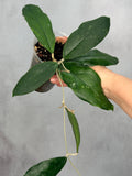 Hoya sp. Limbang