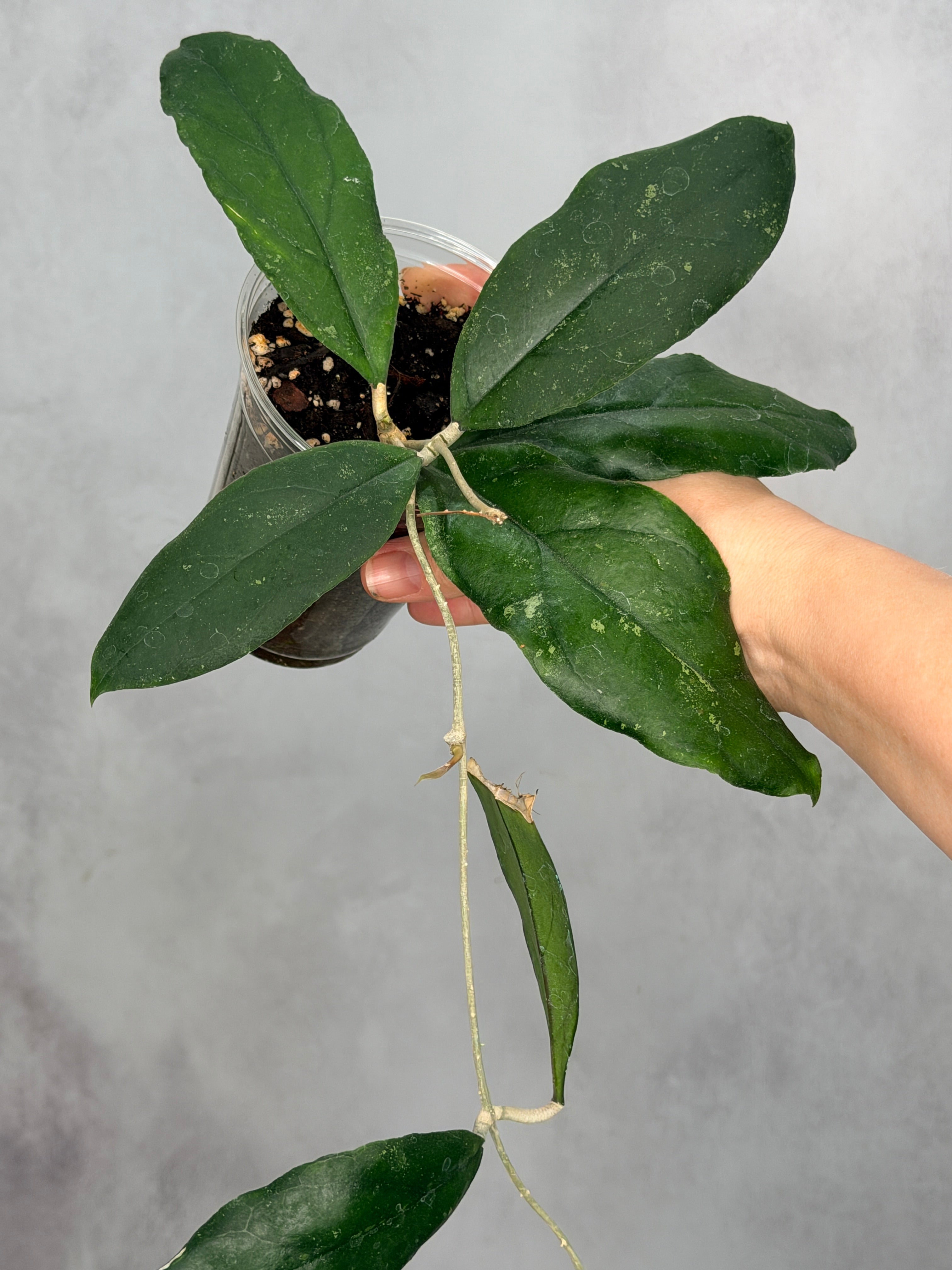 Hoya sp. Limbang