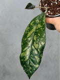 Hoya sp Bahoi