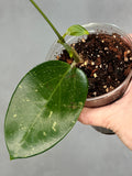 Hoya sp. Khun Tan1