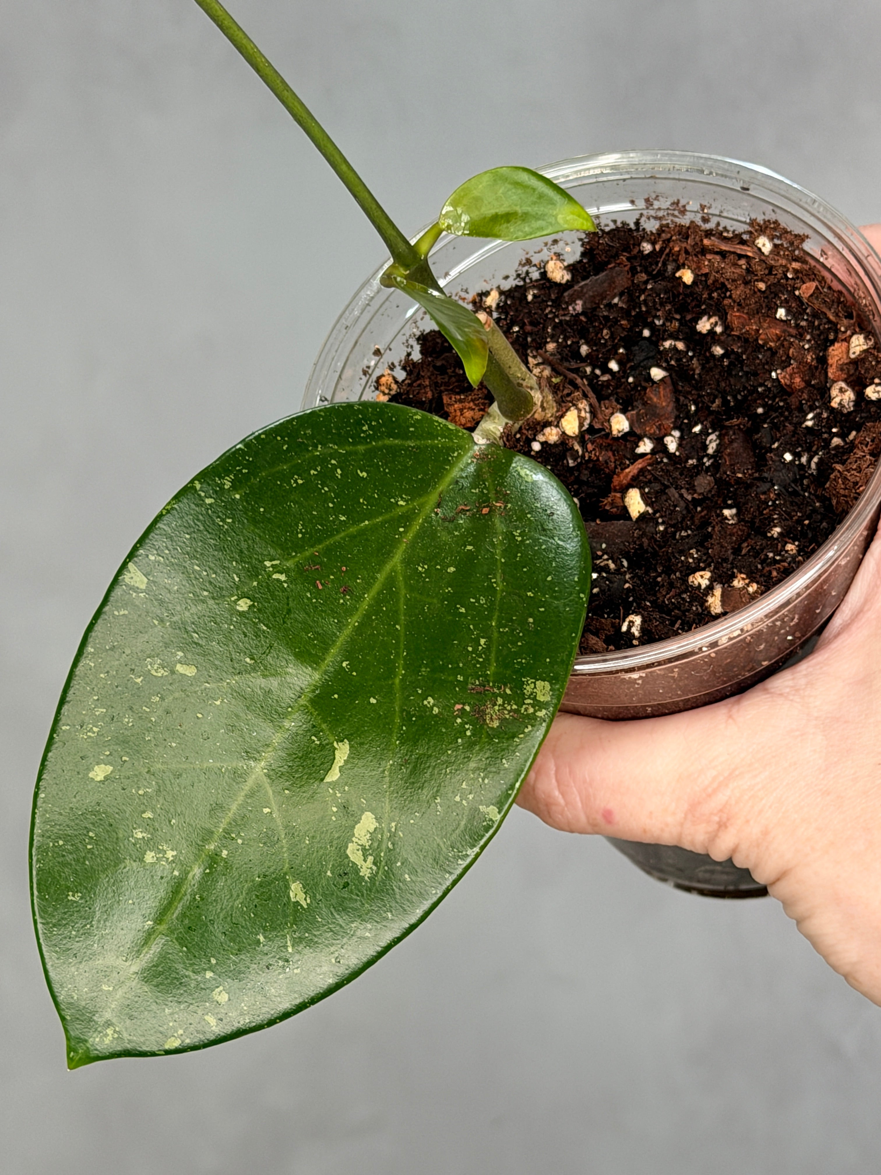 Hoya sp. Khun Tan1
