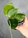 Hoya verticillata (heart-shaped, splash)