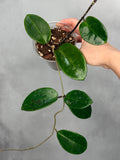 Hoya ‘Pennys Treat’ MB1405b