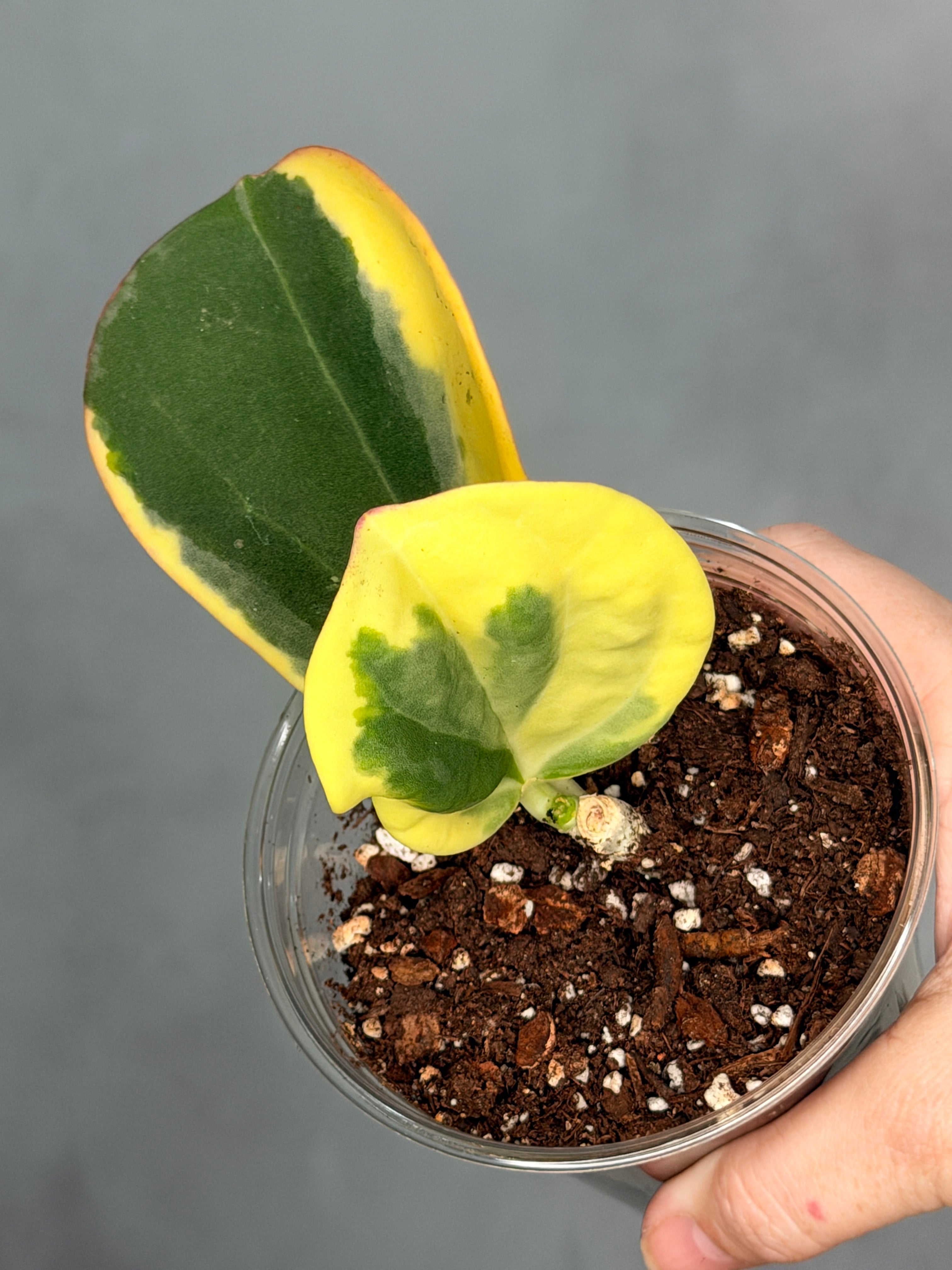 Hoya subquintuplinervis (outer variegated)