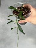 Hoya tsangii (outer variegated)