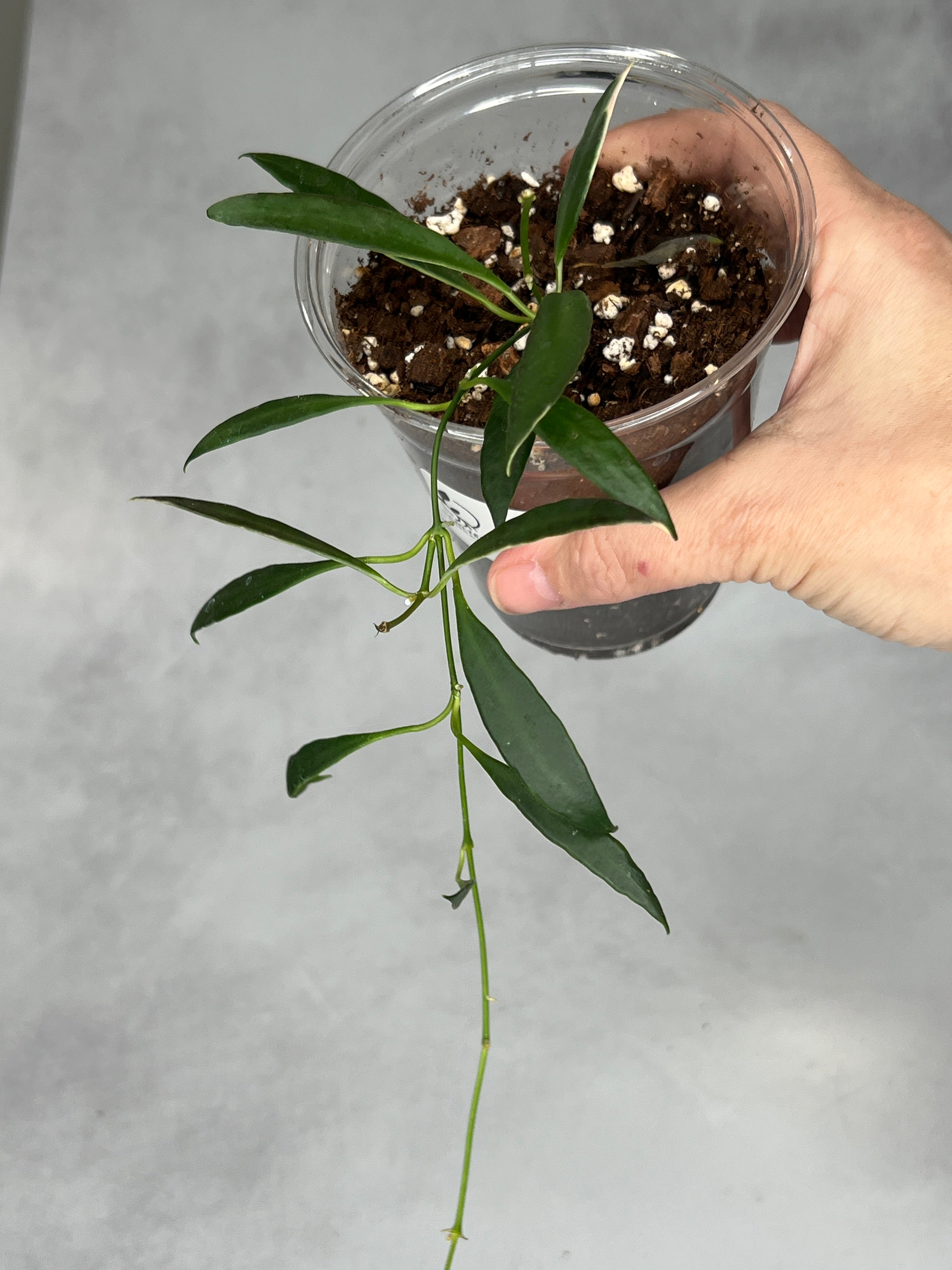 Hoya tsangii (outer variegated)