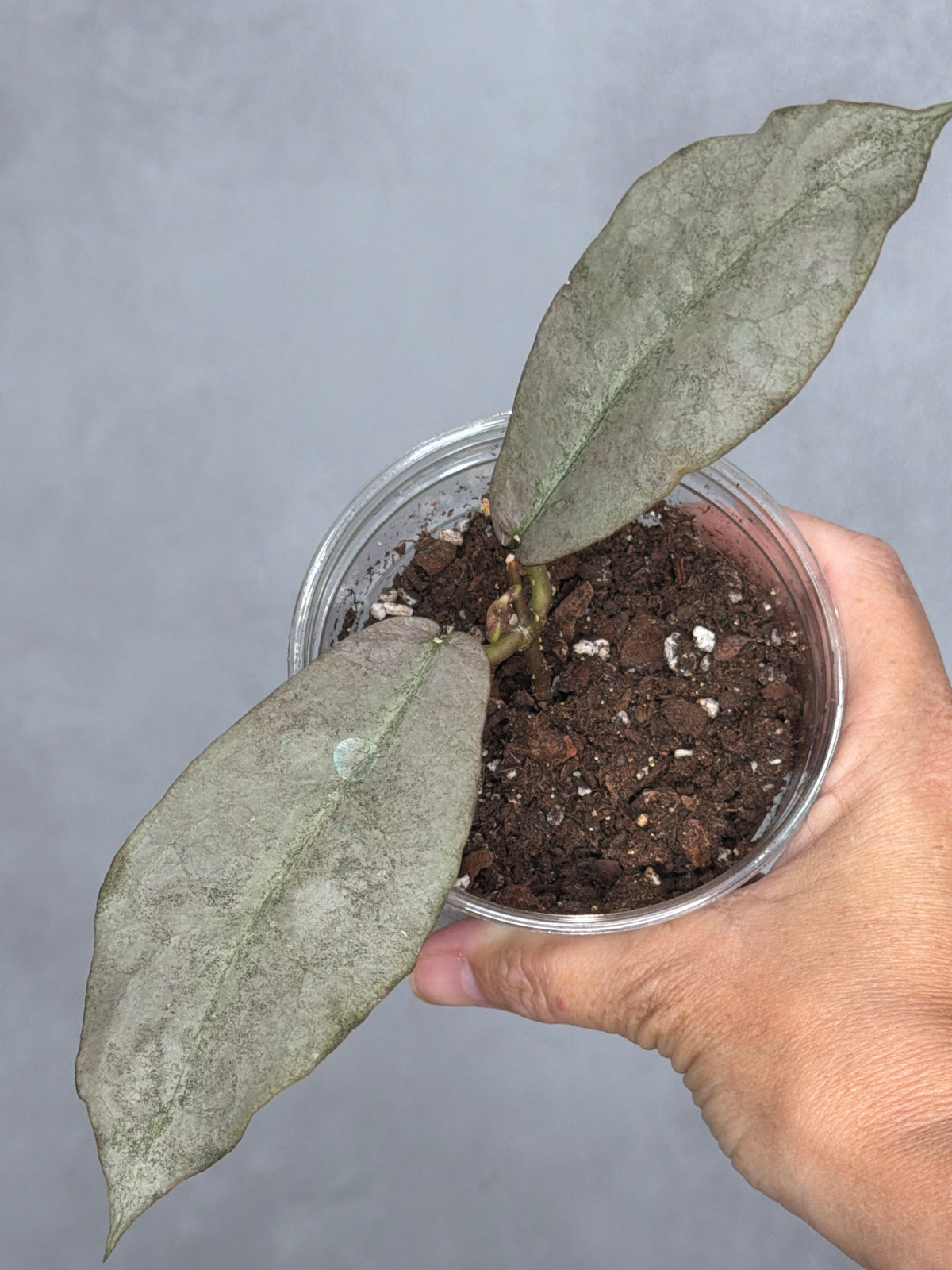 Hoya mitrata (silver)