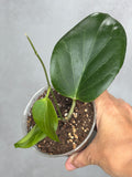 Hoya cominsii