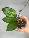 Hoya ‘Mayumi’ UPT002