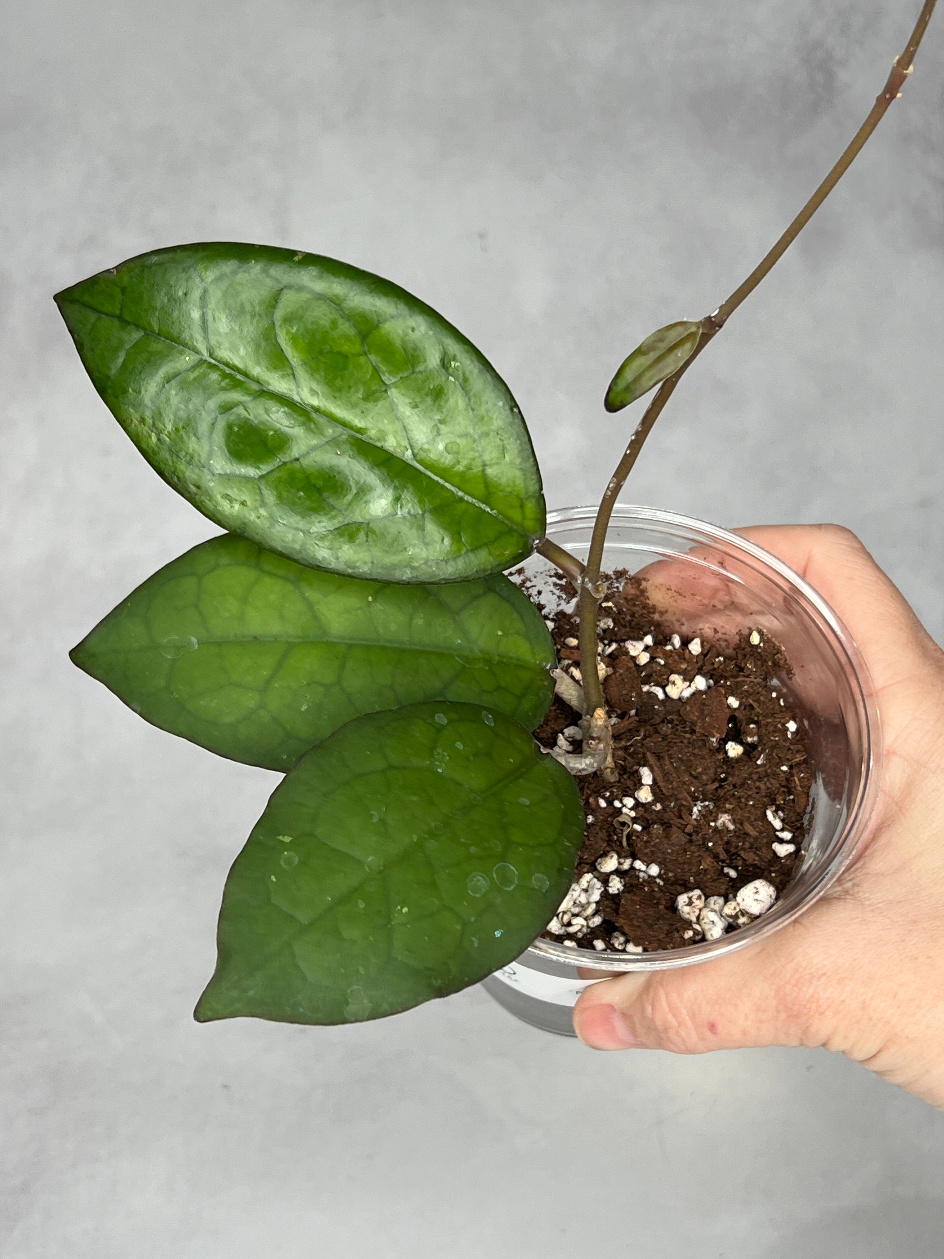 Hoya ‘Mayumi’ UPT002