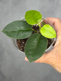 Hoya madulidiii