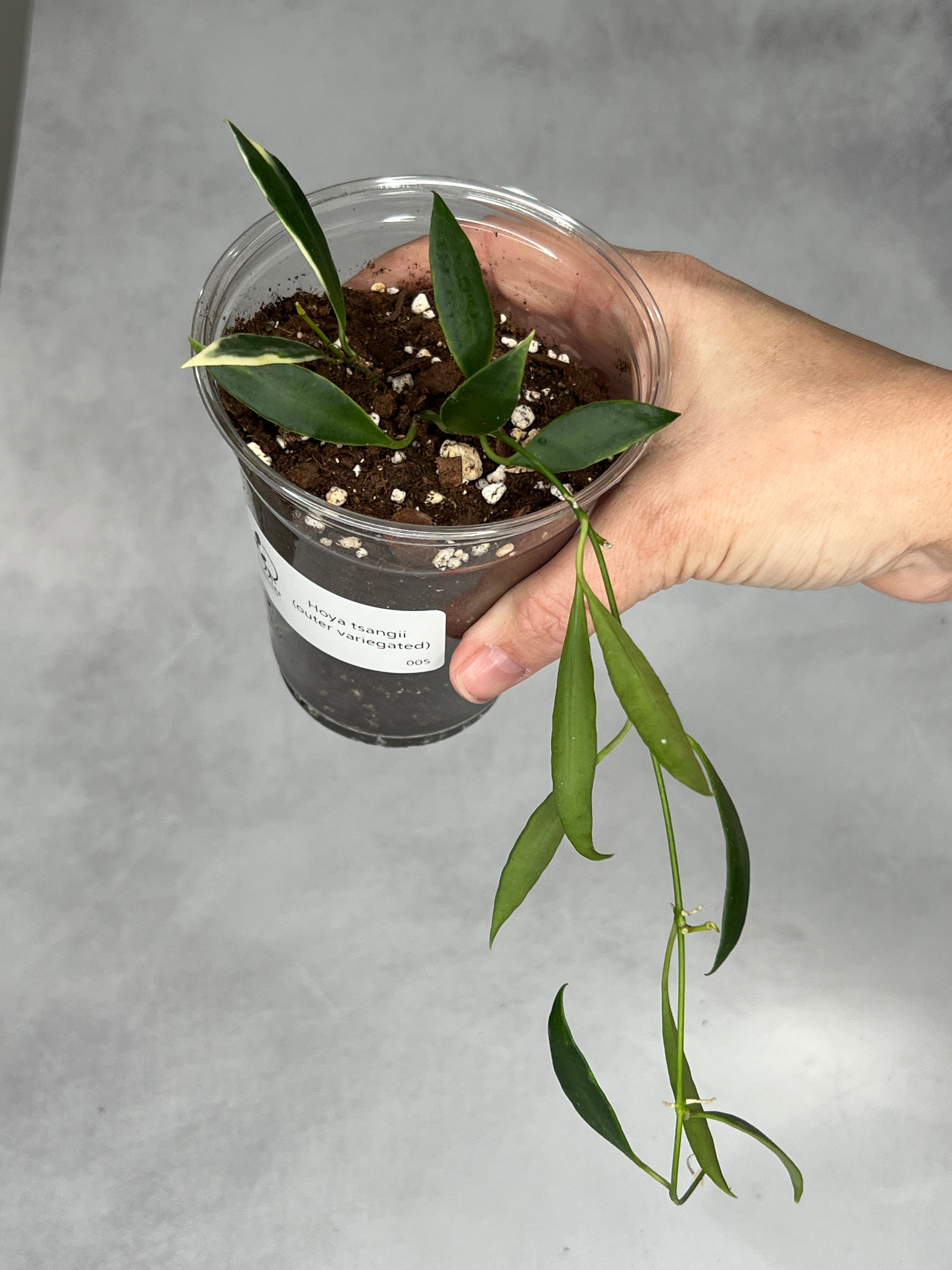 Hoya tsangii (outer variegated)