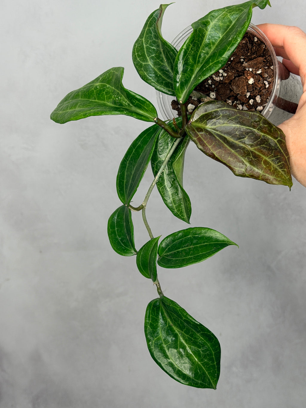 Hoya merrillii