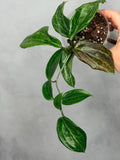 Hoya merrillii