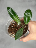 Hoya salweenica