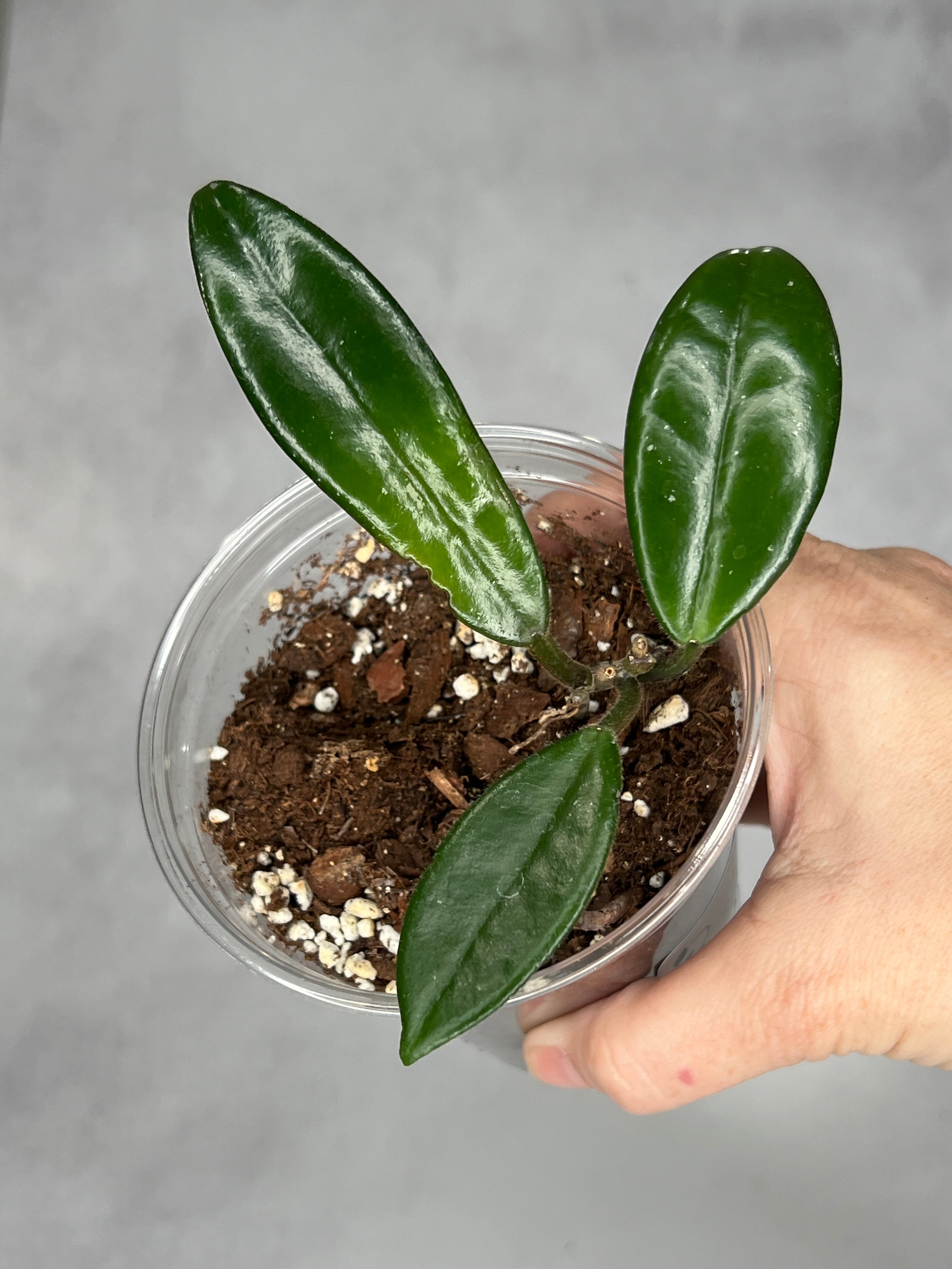 Hoya salweenica