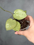 Hoya verticillata (heart shaped, sliver)