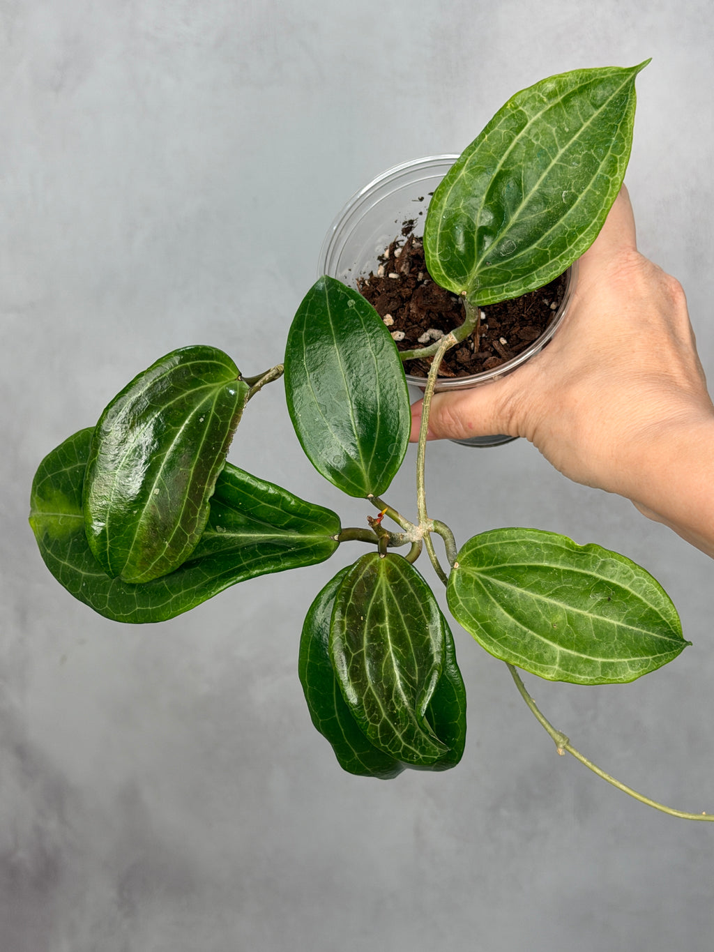 Hoya merrillii