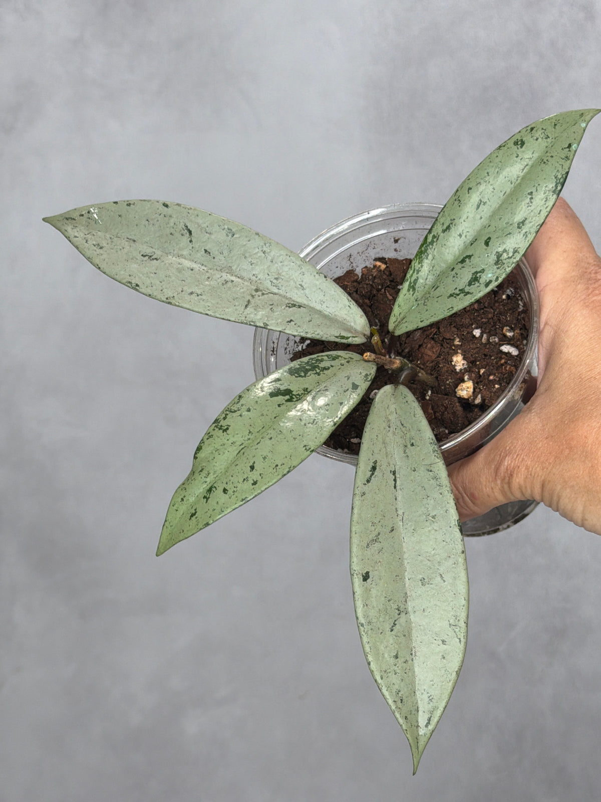 Hoya pubicalyx 'Pink Silver Ghost'
