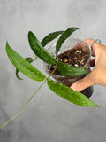 Hoya sp. GPS 7950