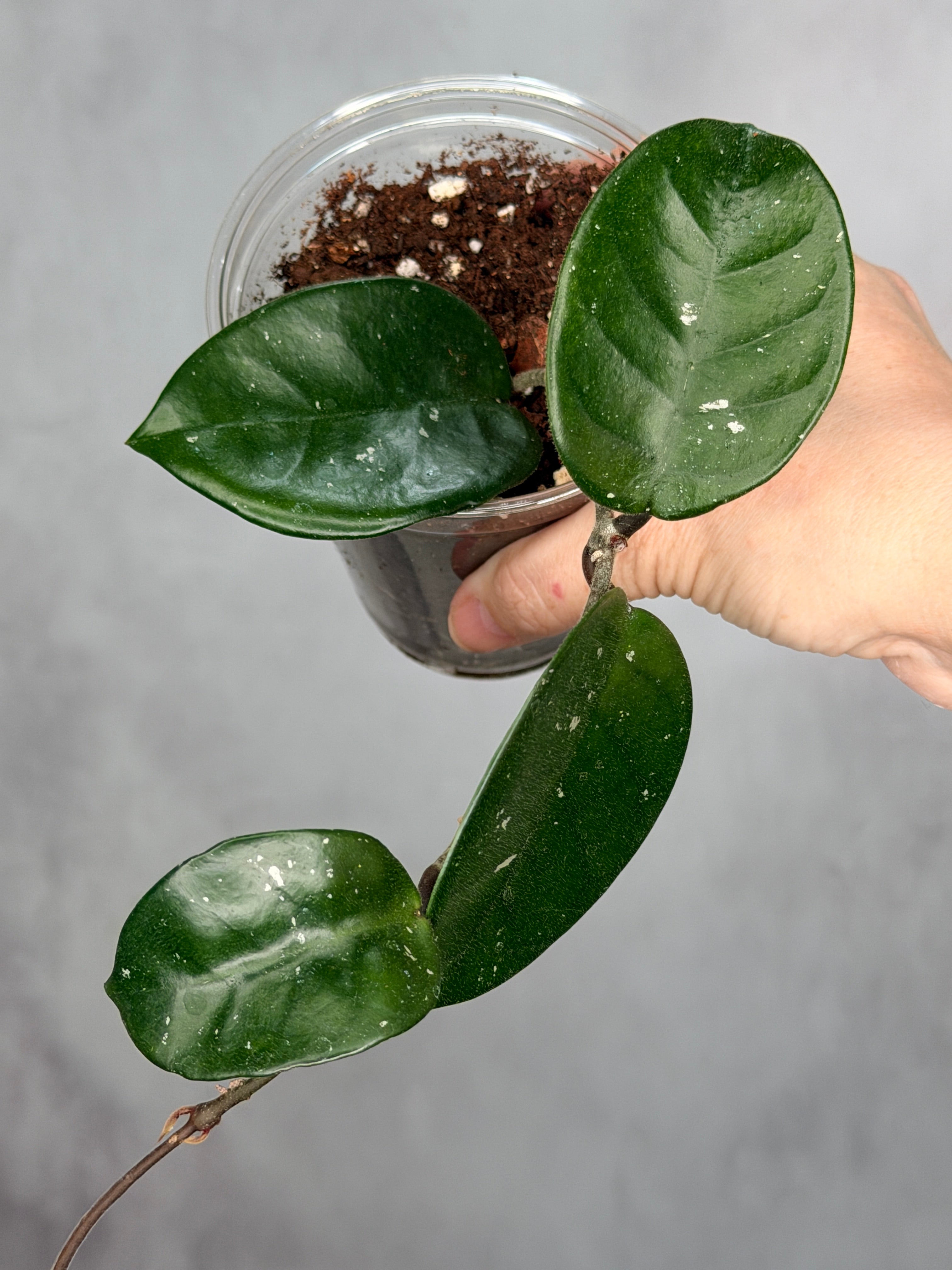 Hoya fungii (seedling, splash)