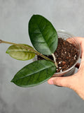 Hoya 'Col. Meekins' 5