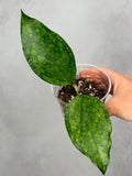 Hoya 'Germany'