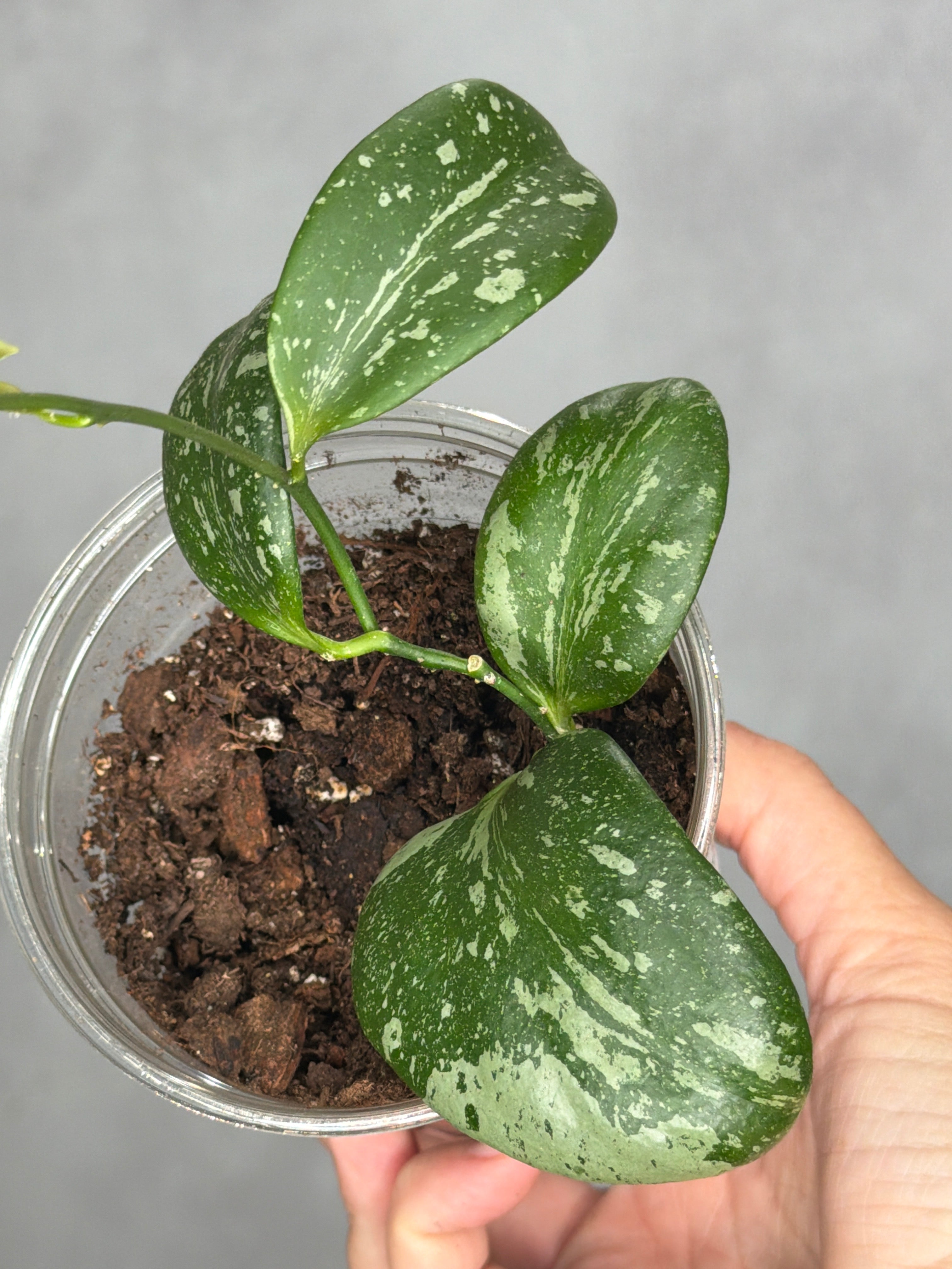 Hoya annulata x collina
