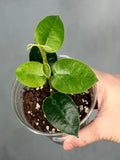 Hoya madulidii