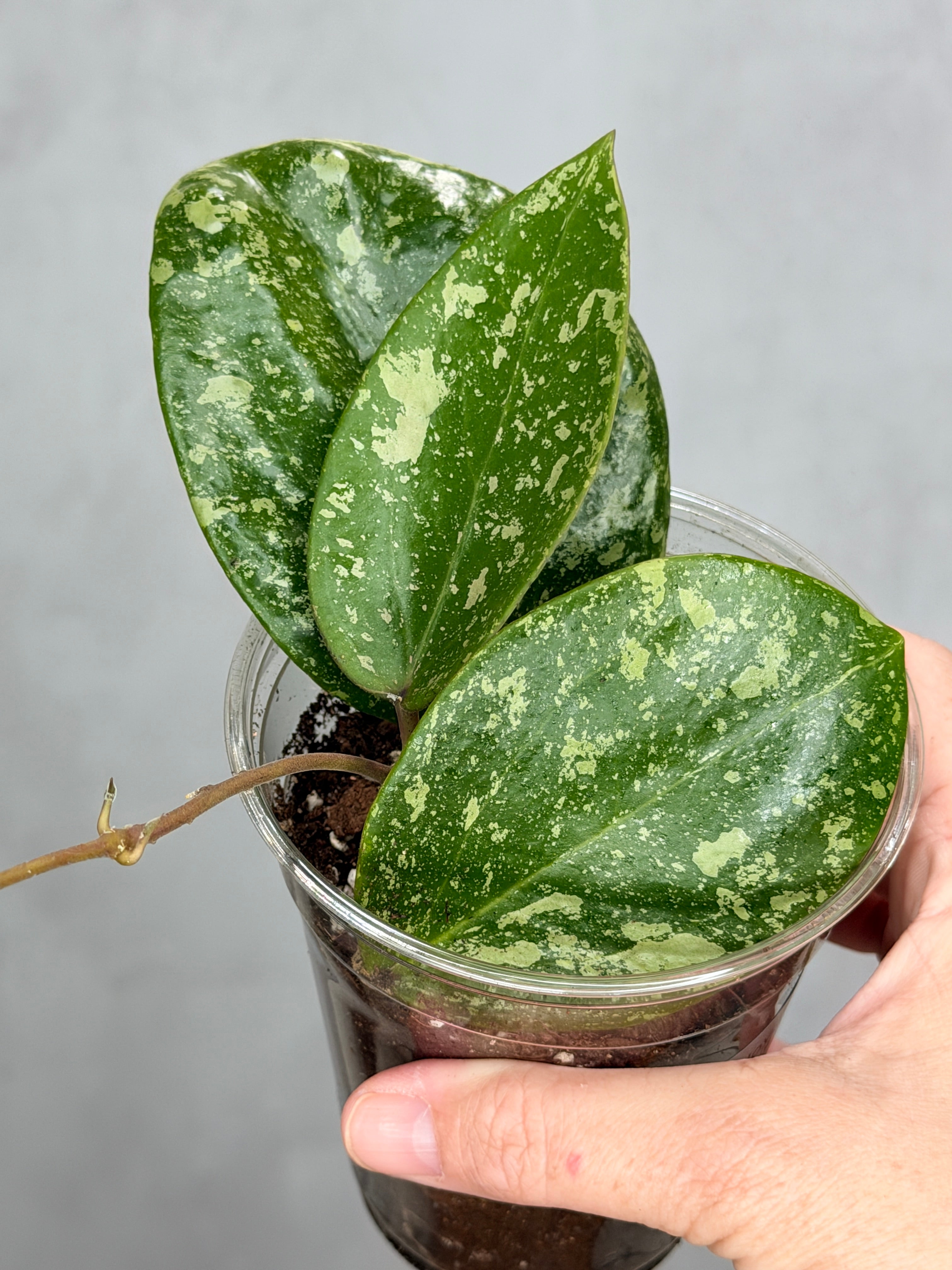 Hoya verticillata (Laos 2)