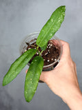 Hoya sp. GPS 7950