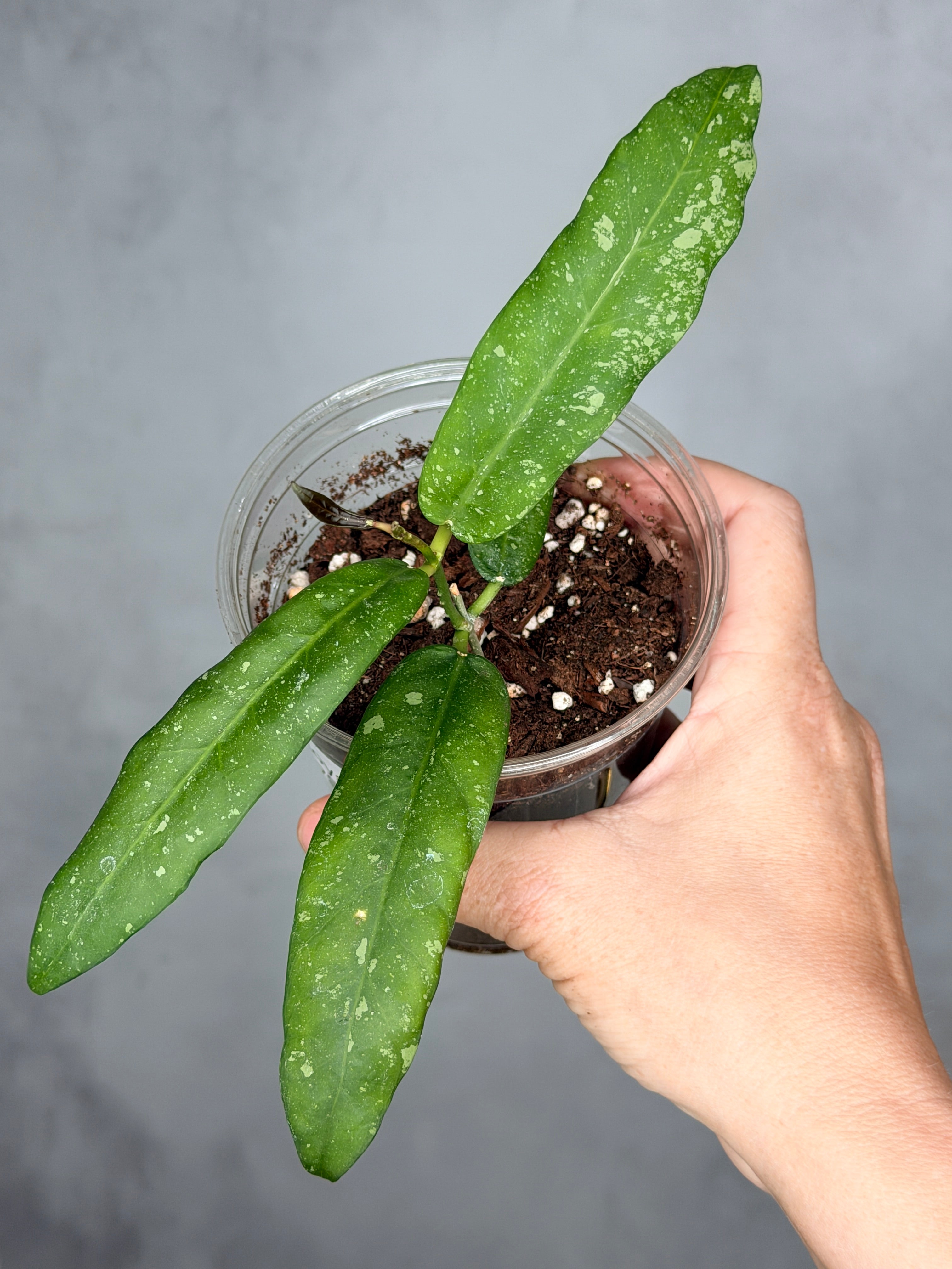 Hoya sp. GPS 7950
