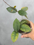 Hoya australis x obscura