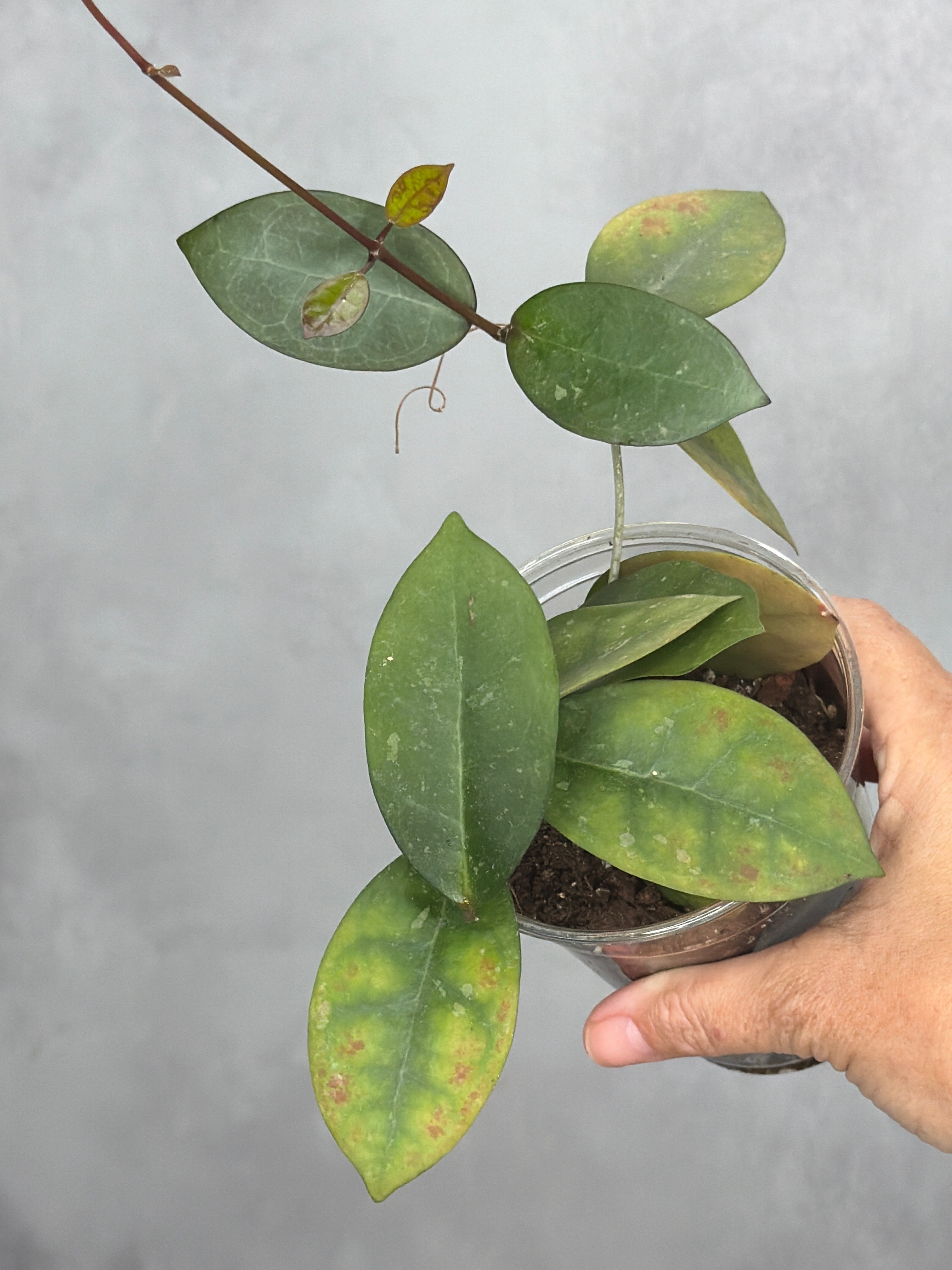 Hoya australis x obscura