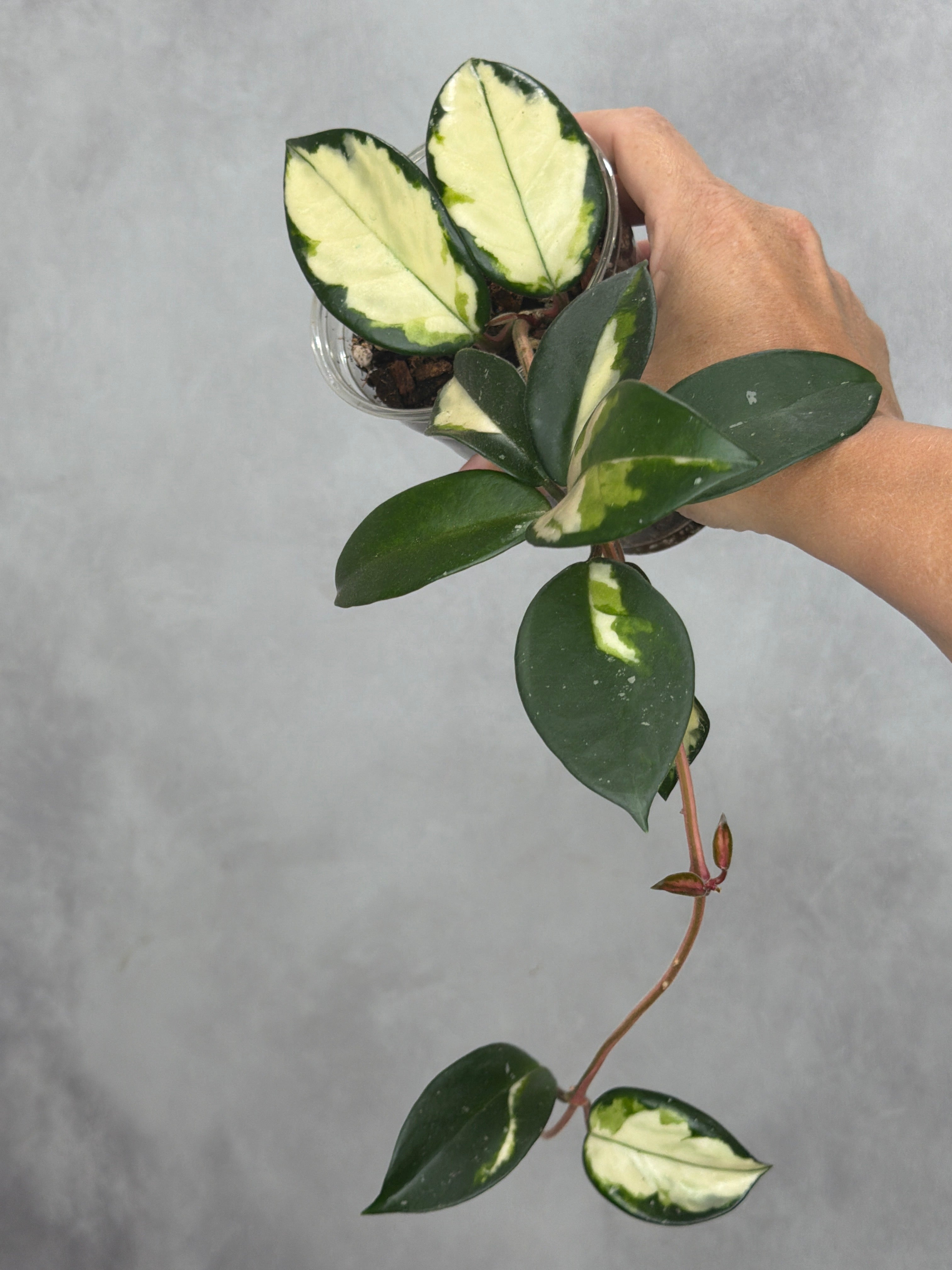 Hoya carnosa 'Krimson Princess'
